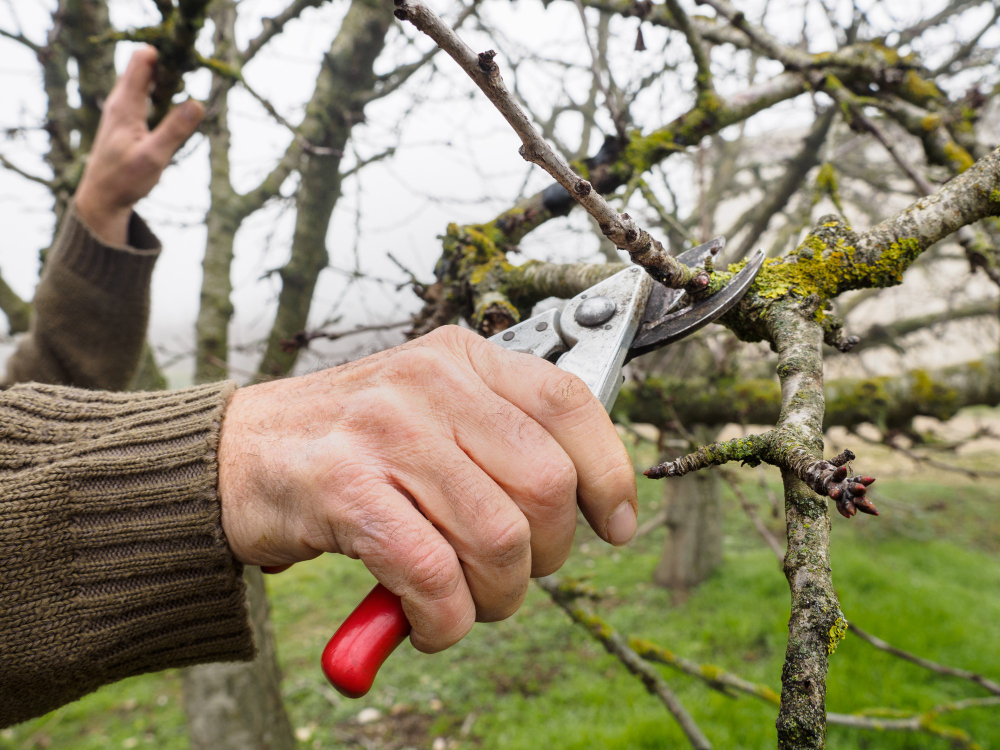 Toaletarea pomilor fructiferi: Cum și ce tratamente să aplici după tăieri