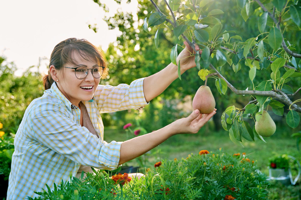 Cum să plantezi și să îngrijești un arbore de avocado în grădina ta