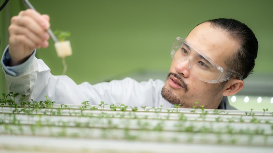 Cum au schimbat biotehnologiile agricultura modernă